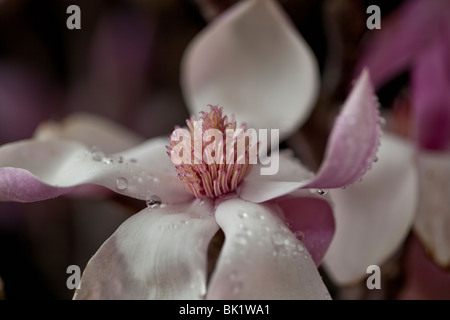 Fiore di magnolia in studio di impostazione su sfondo nero Foto Stock