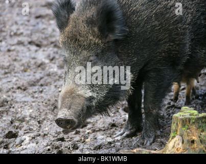 Cinghiale europeo seminare, Sus scrofa scrofa, suidi. Foto Stock