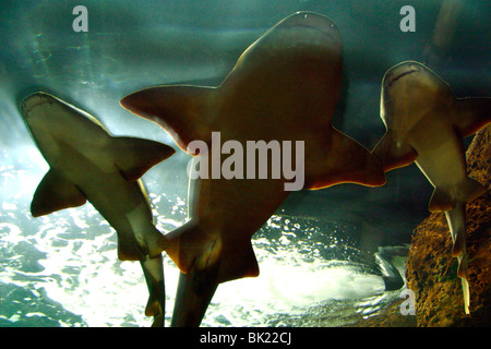 Basking squali in acquario, Loro Parque Tenerife, Isole Canarie, 2007. Foto Stock