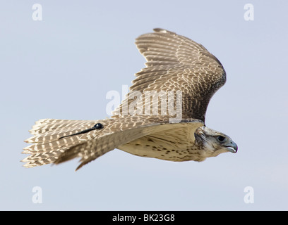 Gyrfalcon in volo che mostra il dispositivo di inseguimento in corrispondenza della base della coda Foto Stock