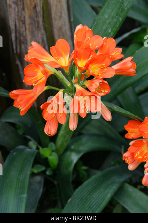 Giglio Kaffir, Clivia miniata, Amaryllidaceae, Sud Africa. Aka Bush Lily o Boslelie in afrikaans, o Umayime in Zulu. Foto Stock