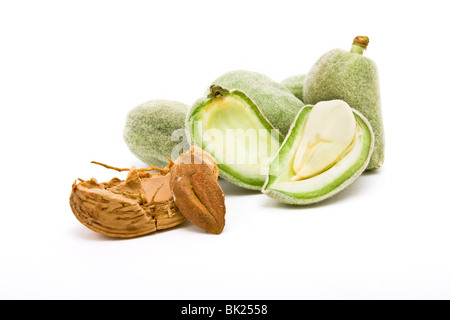 Mandorle verdi noto anche come mandorle amare con matura essiccato salmoni e guscio contro uno sfondo bianco. Foto Stock
