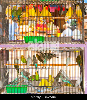 Guadalajara, Messico, il Mercado Libertad mercato. Gabbia per uccelli con colorati cocorite in vendita. Stato di Jalisco Foto Stock