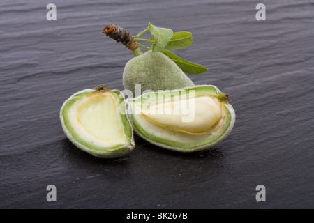 Mandorle verdi noto anche come mandorle amare contro di ardesia scura sullo sfondo. Foto Stock
