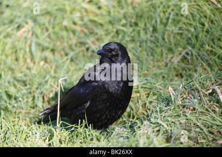 Carrion crow (Corvus corone) in cerca di cibo in erba lunga Foto Stock