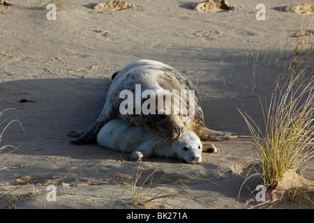 Guarnizione grigio (Halichoerus grypus) mucca con la giovane cucciolo nelle dune di sabbia Foto Stock