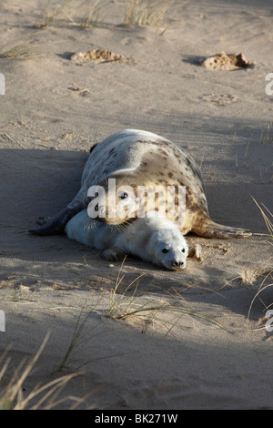 Guarnizione grigio (Halichoerus grypus) mucca con la giovane cucciolo nelle dune di sabbia Foto Stock