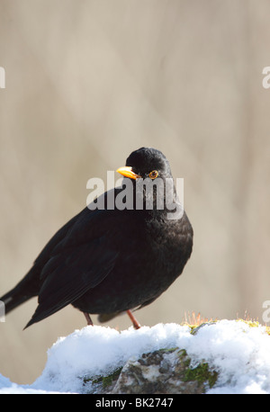 Merlo (Turdus merula) maschio si appollaia nella neve Foto Stock