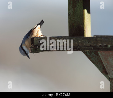 Picchio muratore (Sitta europaea) appollaiate su tavola degli uccelli Foto Stock