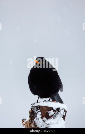 Merlo (Turdus merula) maschio si appollaia su strade coperte di neve il moncone Foto Stock