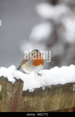 Robin (Erithacus rubecula) appollaiate su strade coperte di neve per sedia da giardino Foto Stock