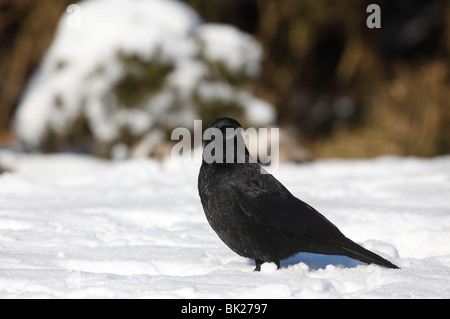 Carrion crow (Corvus corone) in cerca di cibo nella neve Foto Stock
