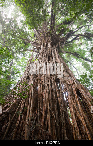 La Cattedrale di Fig tree in il Daintree foresta pluviale, Queensland, Australia. Foto Stock