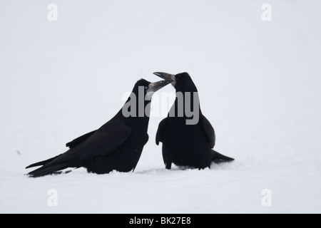 Rook (Corvus frugilegus) coppia nel corteggiamento nella neve Foto Stock