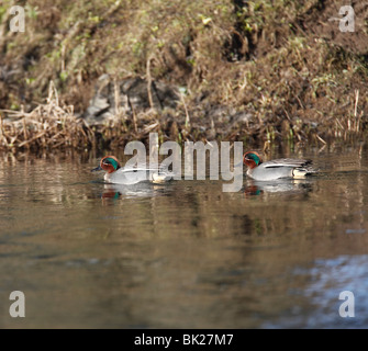 Teal (Anas crecca) I draghetti nuotare sul fiume Foto Stock