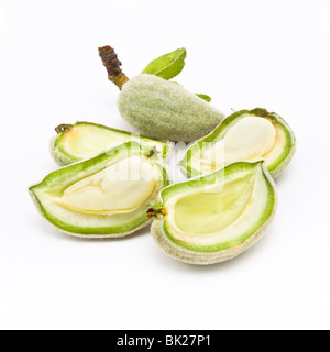 Mandorle verdi noto anche come mandorle amare isolata contro uno sfondo bianco. Foto Stock