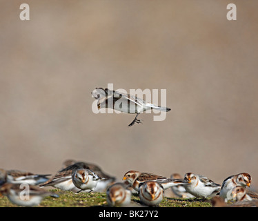 Snow bunting (Plectrophenax nivalis) in atterraggio tra gregge di alimentazione Foto Stock