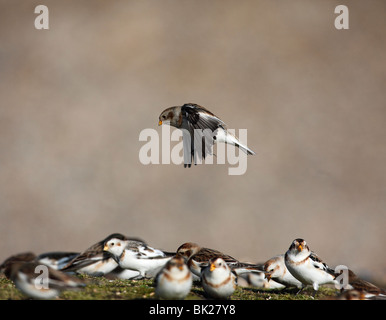 Snow bunting (Plectrophenax nivalis) tra gregge di alimentazione Foto Stock