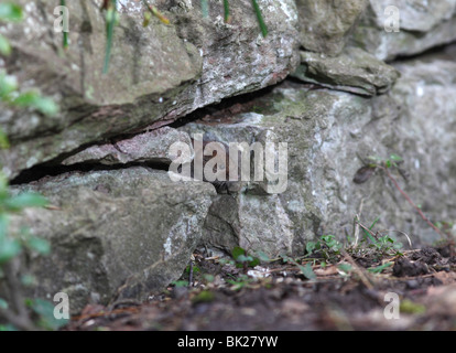 Bank vole (Clethrionomys glareolus) guardando fuori del foro nel muro di pietra Foto Stock