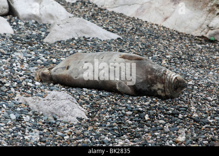 Guarnizione grigio (Halichoerus grypus) appoggiato sulla spiaggia rocciosa Foto Stock
