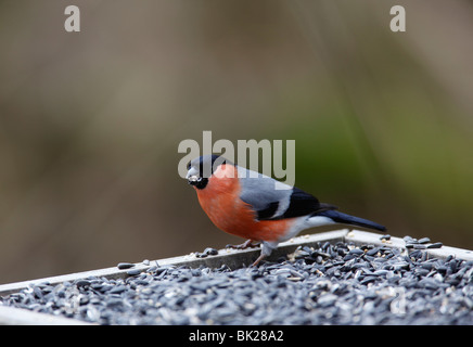 Bullfinch (Pyrrhula pyrrhula) maschio di mangiare il seme nella tabella degli uccelli Foto Stock