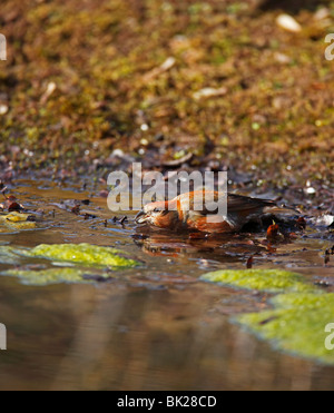 Crossbill (Loxia curvirostra) maschio bere da stagno Foto Stock