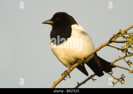 Nero-fatturati Gazza (Pica pica) appollaiato su un ramo Foto Stock