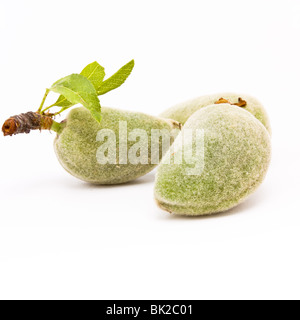 Mandorle verdi noto anche come mandorle amare isolata contro uno sfondo bianco. Foto Stock