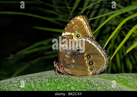 Blue Morpho Butterfly (Morpho peleides) in appoggio sulla lamina, originario del Sud America Foto Stock