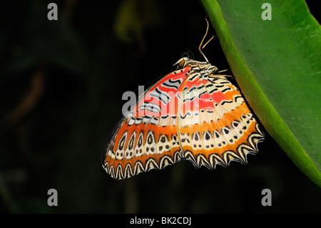 Lacewing Malay Butterfly (Cethosia biblis) in appoggio sulla lamina, nativo di Asia del Sud Foto Stock