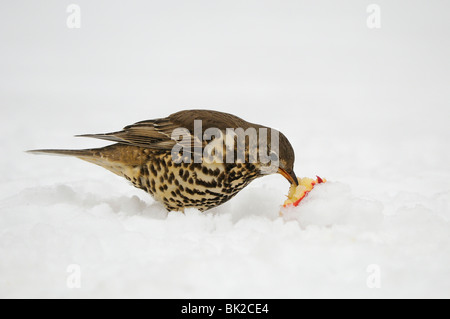 Tordo Mistle (Turdus viscivorus) in alimentazione di neve su apple, Oxfordshire, Regno Unito. Foto Stock