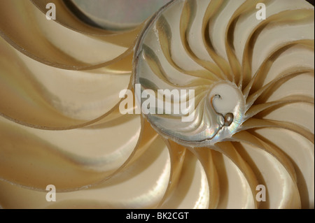 Chambered Nautilus Nautilus (Pompilio) sezione di scafo che mostra le camere. Foto Stock