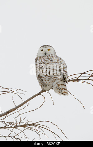 Civetta delle nevi (Nyctea scandiaca) arroccato nella struttura ad albero, Quebec, Canada. Foto Stock