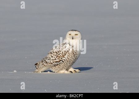 Civetta delle nevi (Nyctea scandiaca) permanente sulla coperta di neve la terra, Quebec, Canada Foto Stock