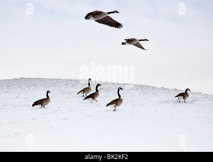 Oche in volo nel paesaggio innevato Foto Stock