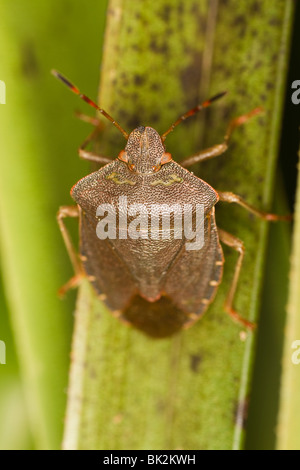 Inverno per adulti Shieldbug verde (Palomena prasina) Foto Stock