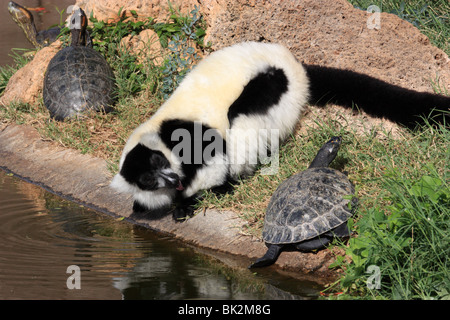 Bianco e nero lemure RUFFED BDA Foto Stock