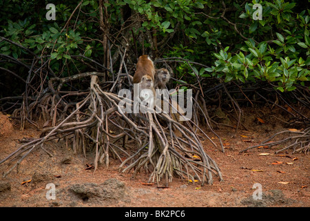 Long-tailed scimmie macaco di mangrovie di Langkawi Geoparco della Malaysia (Macaca fascicularis) Foto Stock