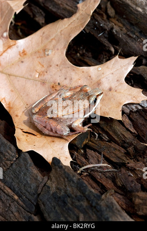 Rana in legno Rana sylvatica su foglie di quercia E. USA, da James D. Coppinger/Dembinsky Foto Assoc Foto Stock