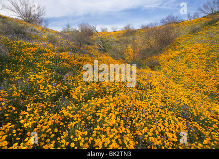 Un grande campo di arancione e giallo Papaveri e fiori di campo che va avanti per sempre in stato di Catalina Park vicino a Tucson. AZ Foto Stock