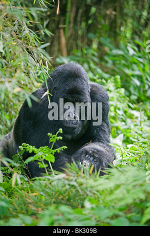 Gorilla di Montagna Gorilla berengei maschio berengei Ruanda Africa, da Frtiz Polking/Dembinsky Foto Assoc Foto Stock