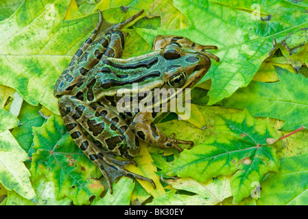 Northern Leopard Frog Rana pipiens su argento foglie di acero Acer saccharinum E NA, da saltare Moody/Dembinsky Foto Assoc