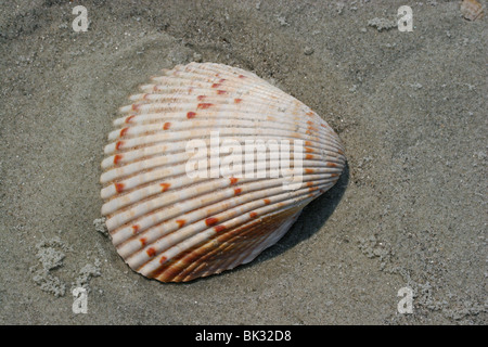 Il Cockle Shell sulla spiaggia oceano Atlantico sud-est USA da Dembinsky Foto Assoc Foto Stock
