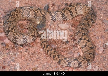 Diamondback acqua snake, Nerodia rhombifer rhombifer, nativi a Centrale degli Stati Uniti e del Messico settentrionale Foto Stock