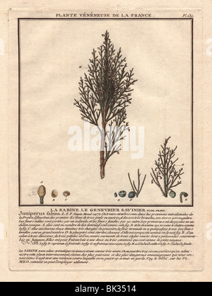 Comune di ginepro (Juniperus communis) con frutti di bosco. Foto Stock