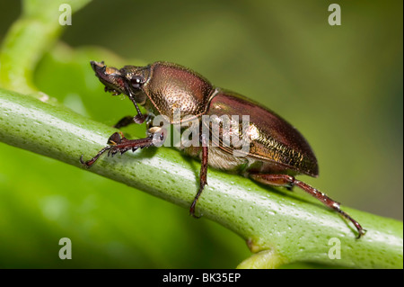 Australian maschio stadio golden beetle Foto Stock