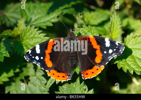 Red Admiral Butterfly (Vanessa Atalanta) crogiolarsi su Ortica foglie. Powys, Galles. Foto Stock