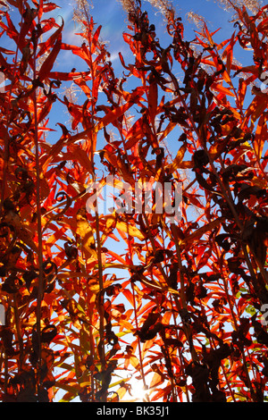 Rose-bay Willow-herb (Epilobium angustifolium) in autunno. Powys, Galles. Foto Stock