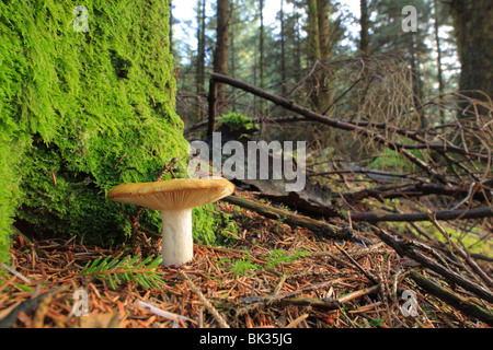 Funghi Russula sp.) la fruttificazione sotto Sitka Spruce alberi in una piantagione. Powys, Galles. Foto Stock