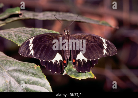 Butterfly. Melbourne, Australia. Foto Stock